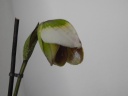DSCN0742.JPG