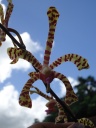 Arachnis_maggie_oei_red_ribbon_-_Chez_tatie_28329_28Copier29.JPG