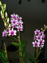 Dendrobium_Polar_Fire_283729_-_2e_refloraison_28Copier29.JPG