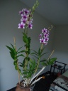Nom du fichier=Dendrobium_Polar_Fire_283829_-_2e_refloraison_28Copier29.JPG
Taille du fichier=61Ko
Dimensions : 450x600
Ajouté le : 29 Janvier 2012 Dendrobium_Polar_Fire_283829_-_2e_refloraison_28Copier29.JPG