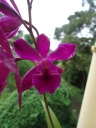 Nom du fichier=Orchidee_inconnue_28229_28Copier29.JPG
Taille du fichier=62Ko
Dimensions : 450x600
Ajouté le : 06 Septembre 2013 Orchidee_inconnue_28229_28Copier29.JPG