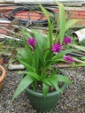 Spathoglottis_unguiculata_-_Orchidee_coco_28botanique29_28429_28Copier29.JPG