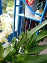 Cyrtocidium_hybride.JPG