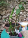 Nom du fichier=Dendrobium_Nobile.jpg
Taille du fichier=142Ko
Dimensions : 488x650
Ajouté le : 15 Juillet 2012 Dendrobium_Nobile.jpg