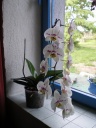 Nom du fichier=Phalaenopsis.jpg
Taille du fichier=108Ko
Dimensions : 488x650
Ajouté le : 19 Juillet 2012 Phalaenopsis.jpg