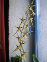 Nom du fichier=brassia_21-10.jpg
Taille du fichier=112Ko
Dimensions : 488x650
Ajouté le : 22 Octobre 2011 brassia_21-10.jpg