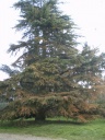 Nom du fichier=cedre1.jpg
Taille du fichier=127Ko
Dimensions : 488x650
Ajouté le : 26 Février 2012 cedre1.jpg