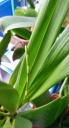 cyrtocidium_hybride_28229.JPG