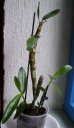 dendro.jpg