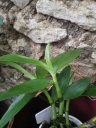 Nom du fichier=dendrobium~0.jpg
Taille du fichier=121Ko
Dimensions : 488x650
Ajouté le : 15 Juillet 2012 dendrobium~0.jpg