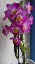 dendrobium.jpg