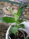 Nom du fichier=dendrobium2.jpg
Taille du fichier=106Ko
Dimensions : 488x650
Ajouté le : 15 Juillet 2012 dendrobium2.jpg