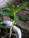 Nom du fichier=dendrobium_2.jpg
Taille du fichier=97Ko
Dimensions : 488x650
Ajouté le : 15 Juillet 2012 dendrobium_2.jpg