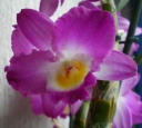 Nom du fichier=dendrobium_nobile.jpg
Taille du fichier=68Ko
Dimensions : 556x500
Ajouté le : 10 Mars 2012 dendrobium_nobile.jpg