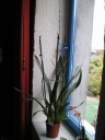 Nom du fichier=odontoglossum.jpg
Taille du fichier=95Ko
Dimensions : 488x650
Ajouté le : 05 Octobre 2011 odontoglossum.jpg