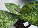 Nom du fichier=paphiopedilum.jpg
Taille du fichier=106Ko
Dimensions : 650x488
Ajouté le : 05 Octobre 2011 paphiopedilum.jpg