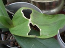 Nom du fichier=phalaenopsis_serre.JPG
Taille du fichier=99Ko
Dimensions : 650x488
Ajouté le : 07 Juillet 2012 phalaenopsis_serre.JPG