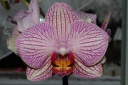 Nom du fichier=orchidee.jpg
Taille du fichier=152Ko
Dimensions : 800x532
Ajouté le : 16 Septembre 2011 orchidee.jpg