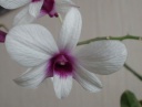 13-oct-11_fin_floraison.jpg
