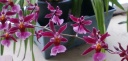 13-sept-11_floraison_hampe_Ndeg1_modifie-1~0.jpg