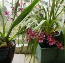13-sept-11_floraison_maison.jpg