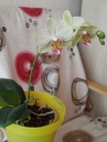24-janv-11_floraison~0.jpg