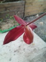 Nom du fichier=Copie_de_Phragmipedium_Andean_Fire.jpg
Taille du fichier=105Ko
Dimensions : 600x800
Ajouté le : 05 Mai 2014 Copie_de_Phragmipedium_Andean_Fire.jpg