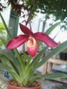 Nom du fichier=Copie_de_Phragmipedium_Andean_Fire_28129.jpg
Taille du fichier=125Ko
Dimensions : 600x800
Ajouté le : 05 Mai 2014 Copie_de_Phragmipedium_Andean_Fire_28129.jpg