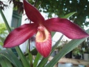 Copie_de_Phragmipedium_Andean_Fire_28229.jpg