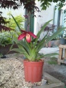 Copie_de_Phragmipedium_Andean_Fire_28329.jpg
