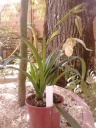 Nom du fichier=Copie_de_Phragmipedium_richterii_x_wallissii_28129.jpg
Taille du fichier=239Ko
Dimensions : 600x800
Ajouté le : 14 Avril 2014 Copie_de_Phragmipedium_richterii_x_wallissii_28129.jpg