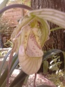 Nom du fichier=Copie_de_Phragmipedium_richterii_x_wallissii_28229.jpg
Taille du fichier=176Ko
Dimensions : 600x800
Ajouté le : 14 Avril 2014 Copie_de_Phragmipedium_richterii_x_wallissii_28229.jpg