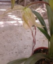 Nom du fichier=Copie_de_Phragmipedium_richterii_x_wallissii_28529.jpg
Taille du fichier=171Ko
Dimensions : 667x800
Ajouté le : 14 Avril 2014 Copie_de_Phragmipedium_richterii_x_wallissii_28529.jpg