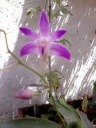 Nom du fichier=Dendrobium_Berry_Oda_28129.jpg
Taille du fichier=185Ko
Dimensions : 600x800
Ajouté le : 06 Novembre 2013 Dendrobium_Berry_Oda_28129.jpg