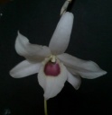 Nom du fichier=Dendrobium_lituiflorum_alba.jpg
Taille du fichier=95Ko
Dimensions : 780x800
Ajouté le : 18 Novembre 2013 Dendrobium_lituiflorum_alba.jpg