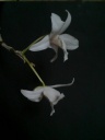 Nom du fichier=Dendrobium_lituiflorum_alba_28129.jpg
Taille du fichier=78Ko
Dimensions : 600x800
Ajouté le : 18 Novembre 2013 Dendrobium_lituiflorum_alba_28129.jpg