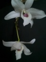 Nom du fichier=Dendrobium_lituiflorum_alba_28229.jpg
Taille du fichier=81Ko
Dimensions : 600x800
Ajouté le : 18 Novembre 2013 Dendrobium_lituiflorum_alba_28229.jpg