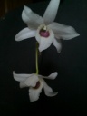 Nom du fichier=Dendrobium_lituiflorum_alba_28329.jpg
Taille du fichier=77Ko
Dimensions : 600x800
Ajouté le : 18 Novembre 2013 Dendrobium_lituiflorum_alba_28329.jpg