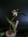 Nom du fichier=Dendrobium_rhodostictum_28329Fev_2014.jpg
Taille du fichier=98Ko
Dimensions : 600x800
Ajouté le : 01 Mars 2014 Dendrobium_rhodostictum_28329Fev_2014.jpg