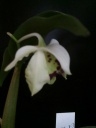 Nom du fichier=Dendrobium_rhodostictum_28429.jpg
Taille du fichier=79Ko
Dimensions : 600x800
Ajouté le : 01 Mars 2014 Dendrobium_rhodostictum_28429.jpg