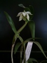 Nom du fichier=Dendrobium_rhodostictum_28529.jpg
Taille du fichier=95Ko
Dimensions : 600x800
Ajouté le : 01 Mars 2014 Dendrobium_rhodostictum_28529.jpg