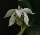 Nom du fichier=Dendrobium_rhodostictum_28629.jpg
Taille du fichier=88Ko
Dimensions : 800x709
Ajouté le : 01 Mars 2014 Dendrobium_rhodostictum_28629.jpg