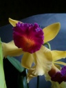 IMG010.jpg