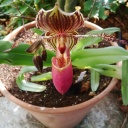 Nom du fichier=Paph_lady_isabelle_x_max_vanbischer_28129_fofo.jpg
Taille du fichier=203Ko
Dimensions : 800x800
Ajouté le : 14 Juillet 2019 Paph_lady_isabelle_x_max_vanbischer_28129_fofo.jpg