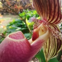 Nom du fichier=Paph_lady_isabelle_x_max_vanbischer_28529_fofo.jpg
Taille du fichier=189Ko
Dimensions : 800x800
Ajouté le : 14 Juillet 2019 Paph_lady_isabelle_x_max_vanbischer_28529_fofo.jpg