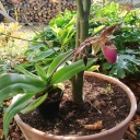 Nom du fichier=Paph_lady_isabelle_x_max_vanbischer_28729_fofo.jpg
Taille du fichier=367Ko
Dimensions : 800x800
Ajouté le : 14 Juillet 2019 Paph_lady_isabelle_x_max_vanbischer_28729_fofo.jpg