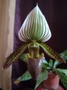 Nom du fichier=Paph_wardii_28229_-_fofo.jpg
Taille du fichier=110Ko
Dimensions : 600x800
Ajouté le : 21 Septembre 2019 Paph_wardii_28229_-_fofo.jpg