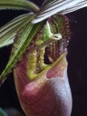 Nom du fichier=Paph_wardii_28429_-_fofo.jpg
Taille du fichier=133Ko
Dimensions : 600x800
Ajouté le : 21 Septembre 2019 Paph_wardii_28429_-_fofo.jpg