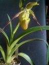 Phagmipedium_longifolium_06_11_13_28129.jpg
