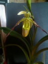 Phagmipedium_longifolium_06_11_13_28429.jpg